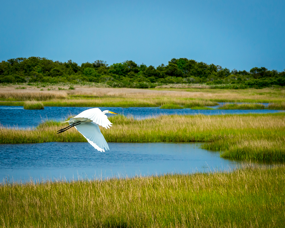 A Great Egret flies over Assateague marsh on the outer shores of Maryland